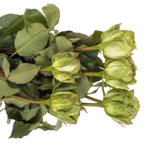 Rose grün Veggie (Ec) 60cm X10