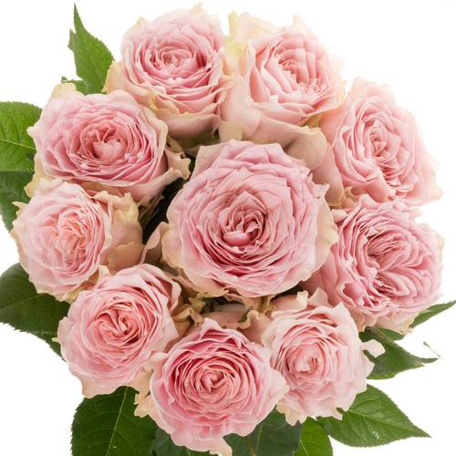 Rose rosa Country Peonia 60cm