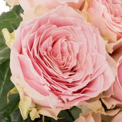 Rose rosa Country Peonia 60cm
