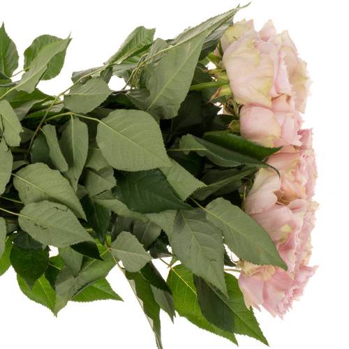 Rose rosa Country Peonia 60cm