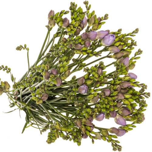 Freesie milka Romantic 24 Gramm