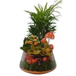 Chamaed.Arr PTHG8238 Herbst T18 H033