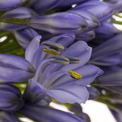 Agapanthus blau Suzan 70cm