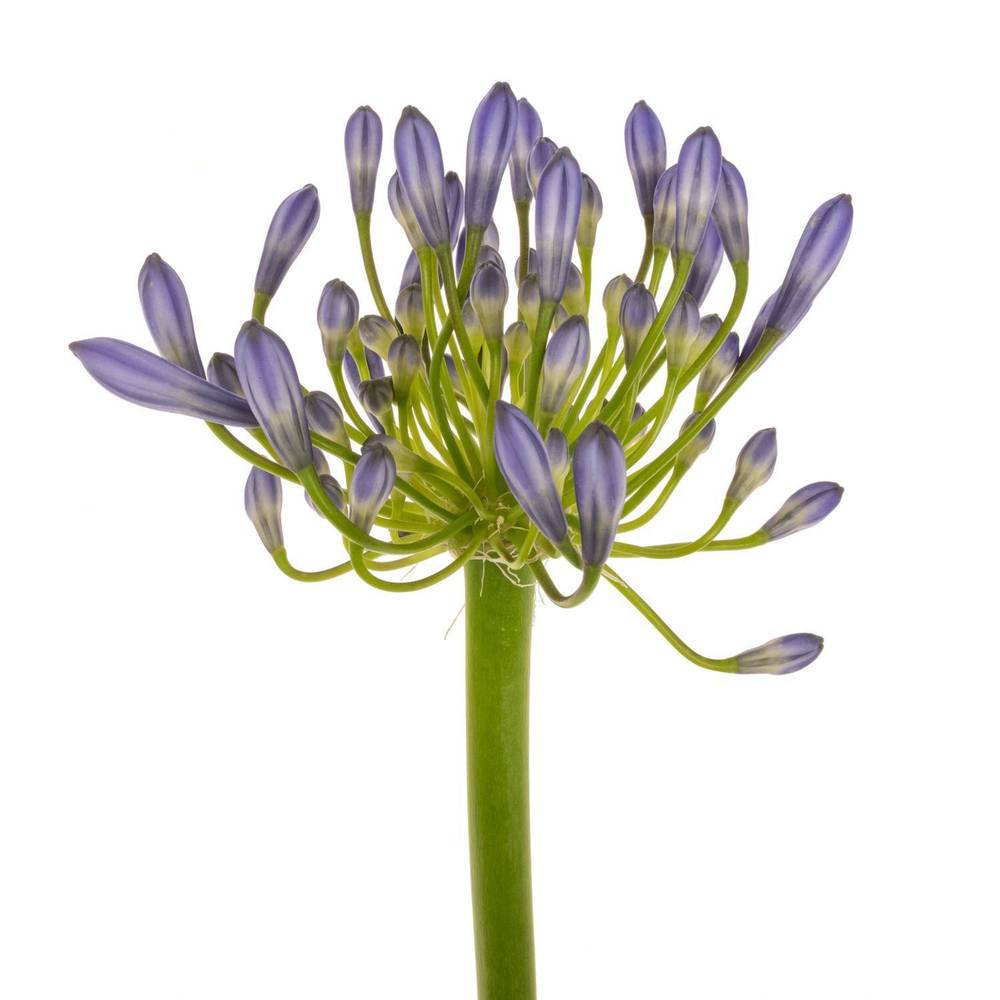 Agapanthus blau Suzan 70cm