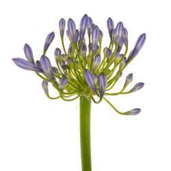 Agapanthus blau Suzan 70cm