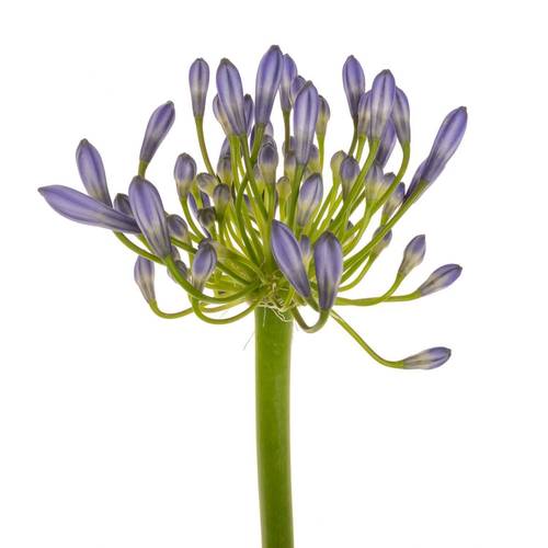 Agapanthus blau Suzan 70cm