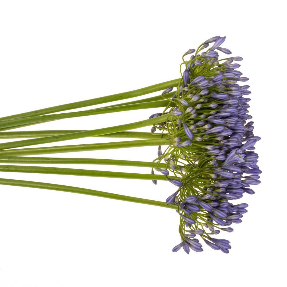 Agapanthus blau Suzan 70cm