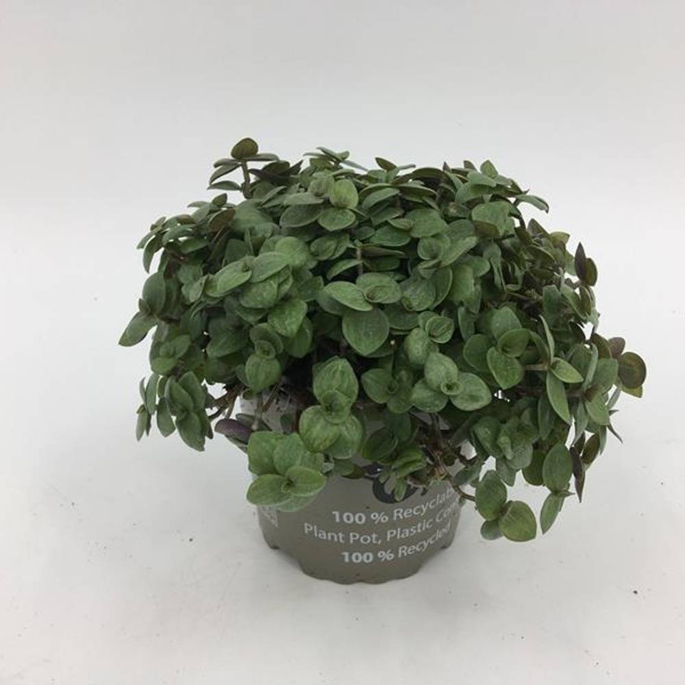 Callisia Repens T10,5 H015