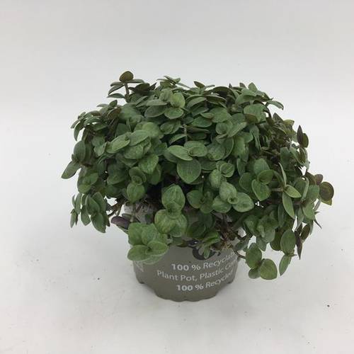 Callisia Repens T10,5 H015