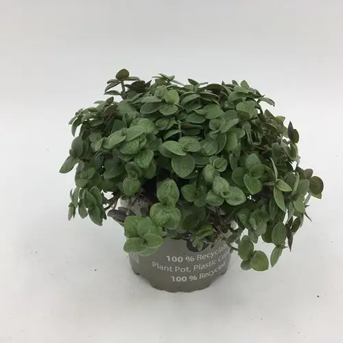 Callisia Repens T10,5 H015