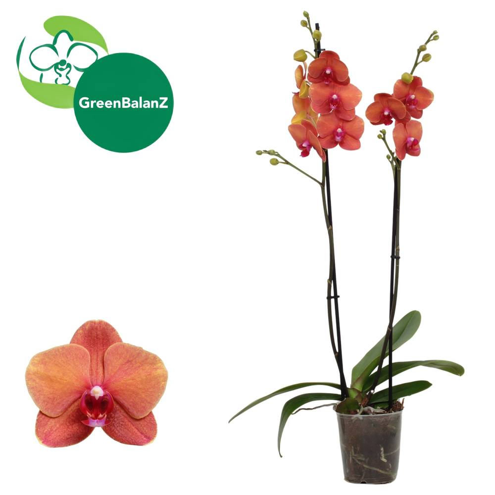 Phal.2-R orange Surf T12 H055