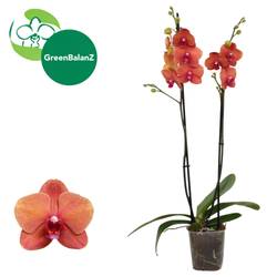 Phal.2-R orange Surf T12 H055
