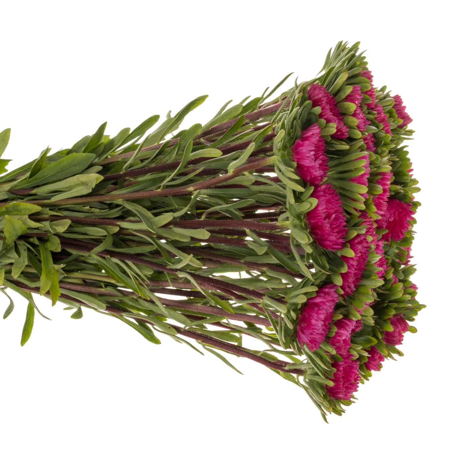 Sommeraster dunkel rosa Cerise 45cm