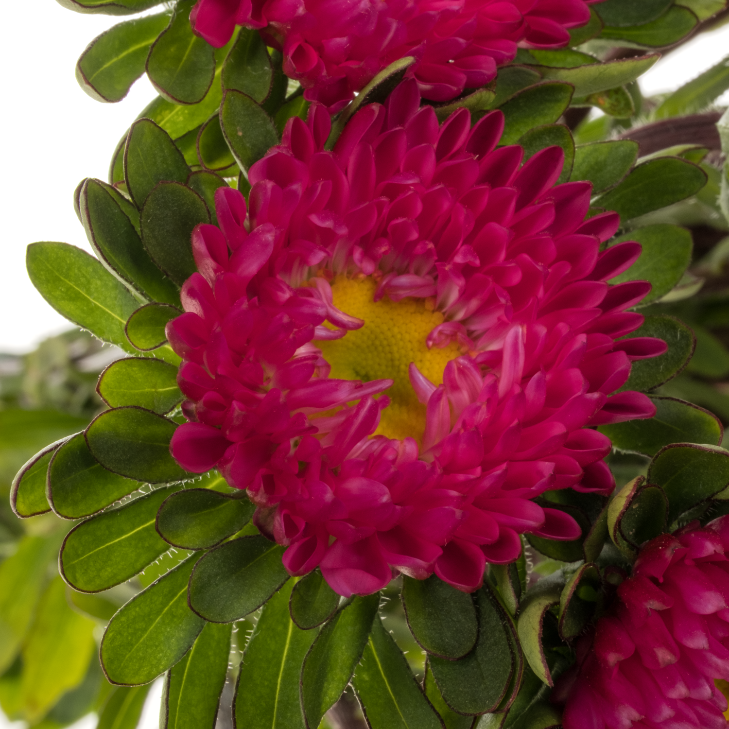 Sommeraster dunkel rosa Cerise 45cm