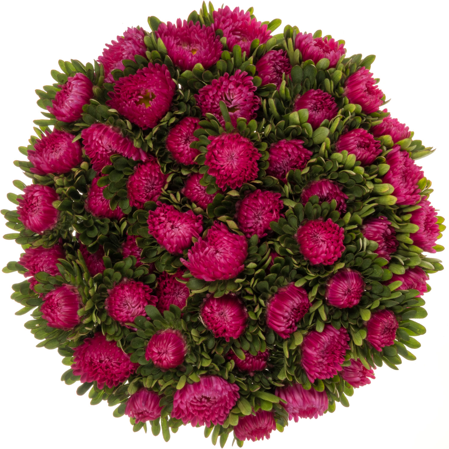 Sommeraster dunkel rosa Cerise 45cm