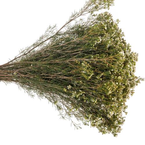 Wachsflower creme/weiss Jupiter Moon 70 Gramm 80cm