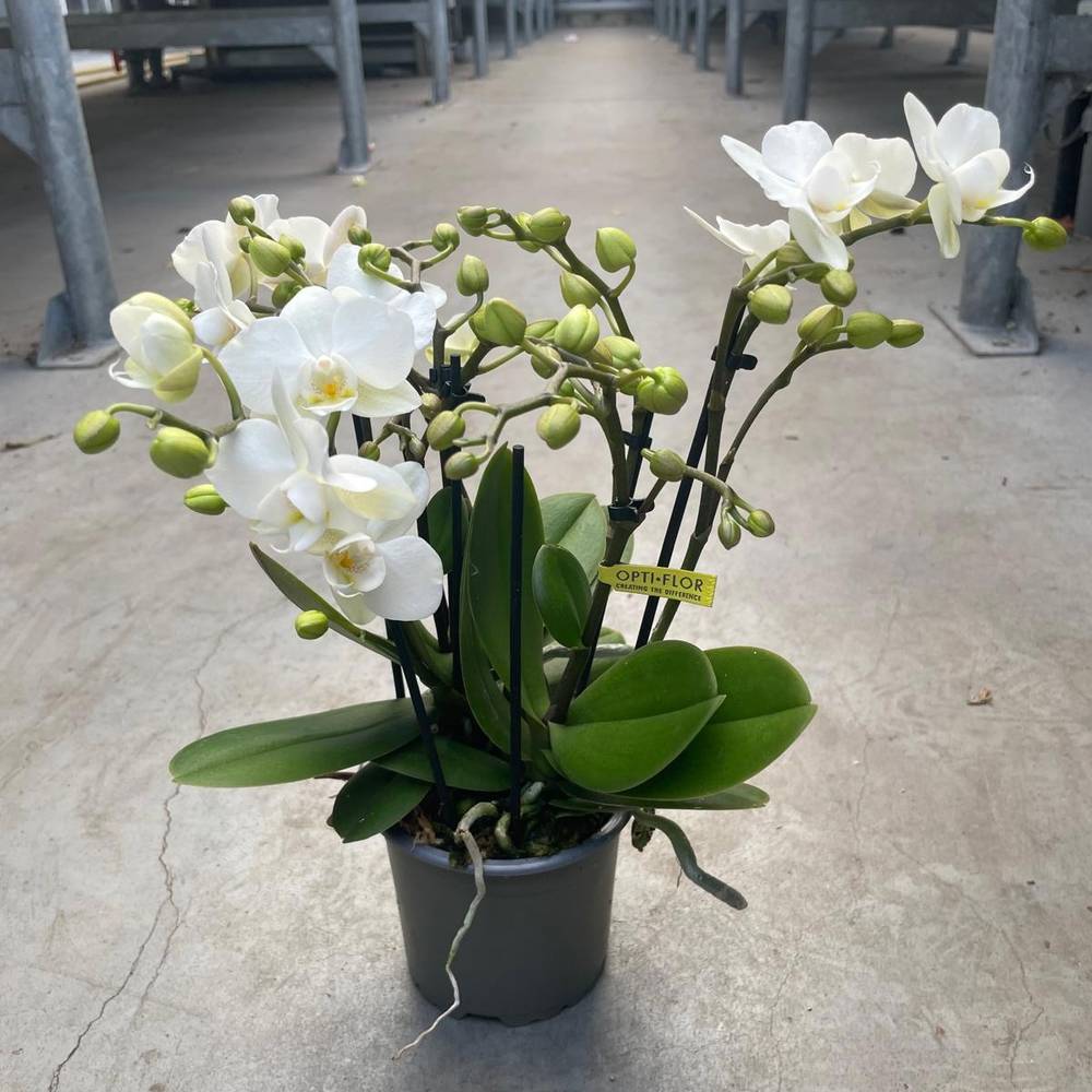 Phal.3-R weiss Botanico Sandra T09 H035