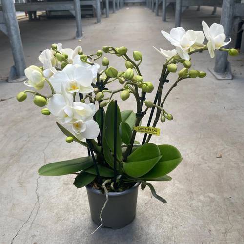 Phal.3-R weiss Botanico Sandra T09 H035