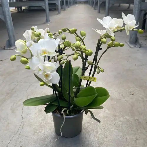 Phal.3-R weiss Botanico Sandra T09 H035