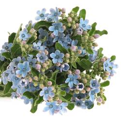 Oxypetalum blau 50cm x50