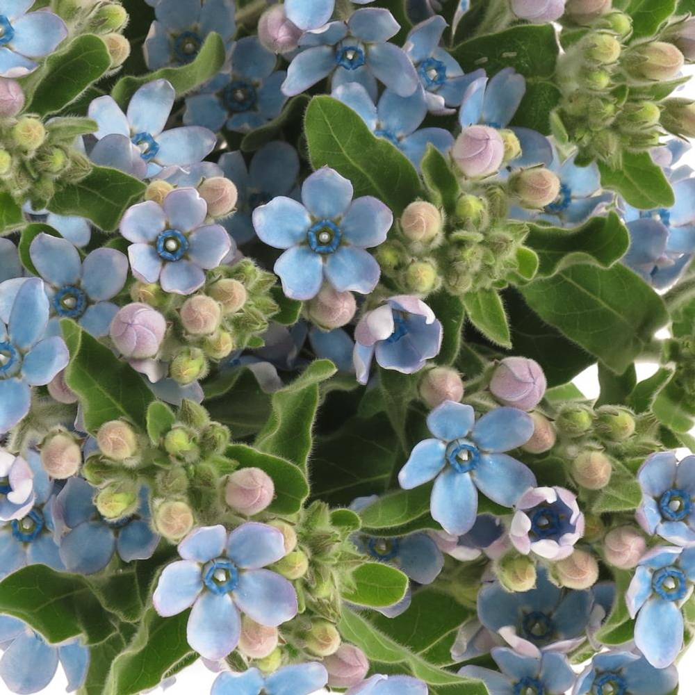 Oxypetalum blau 50cm x50