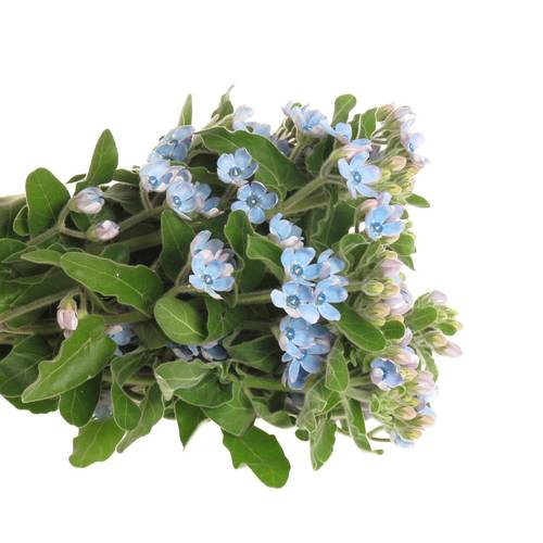 Oxypetalum blau 50cm x50