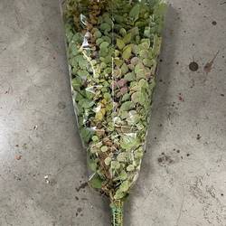 Populus grün Stuartiana Herbst gezogen 1000 Gramm 75cm