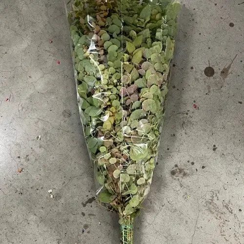 Populus grün Stuartiana Herbst gezogen 1000 Gramm 75cm