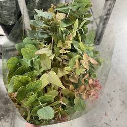 Populus grün Stuartiana Herbst gezogen 1000 Gramm 75cm