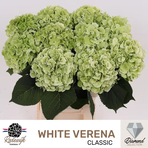 Hortensie hell grün/creme Wh Verena cl Bol 16cm 60cm