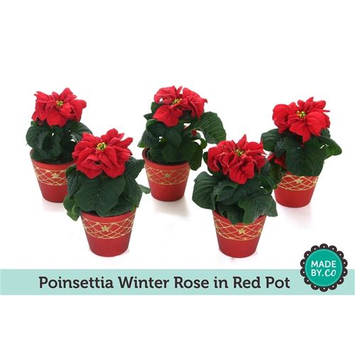 Poins.rot Winter im roten Topf T06 H013