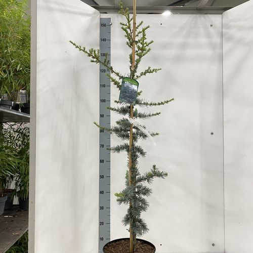 Cedrus lib Glauca T26 H125