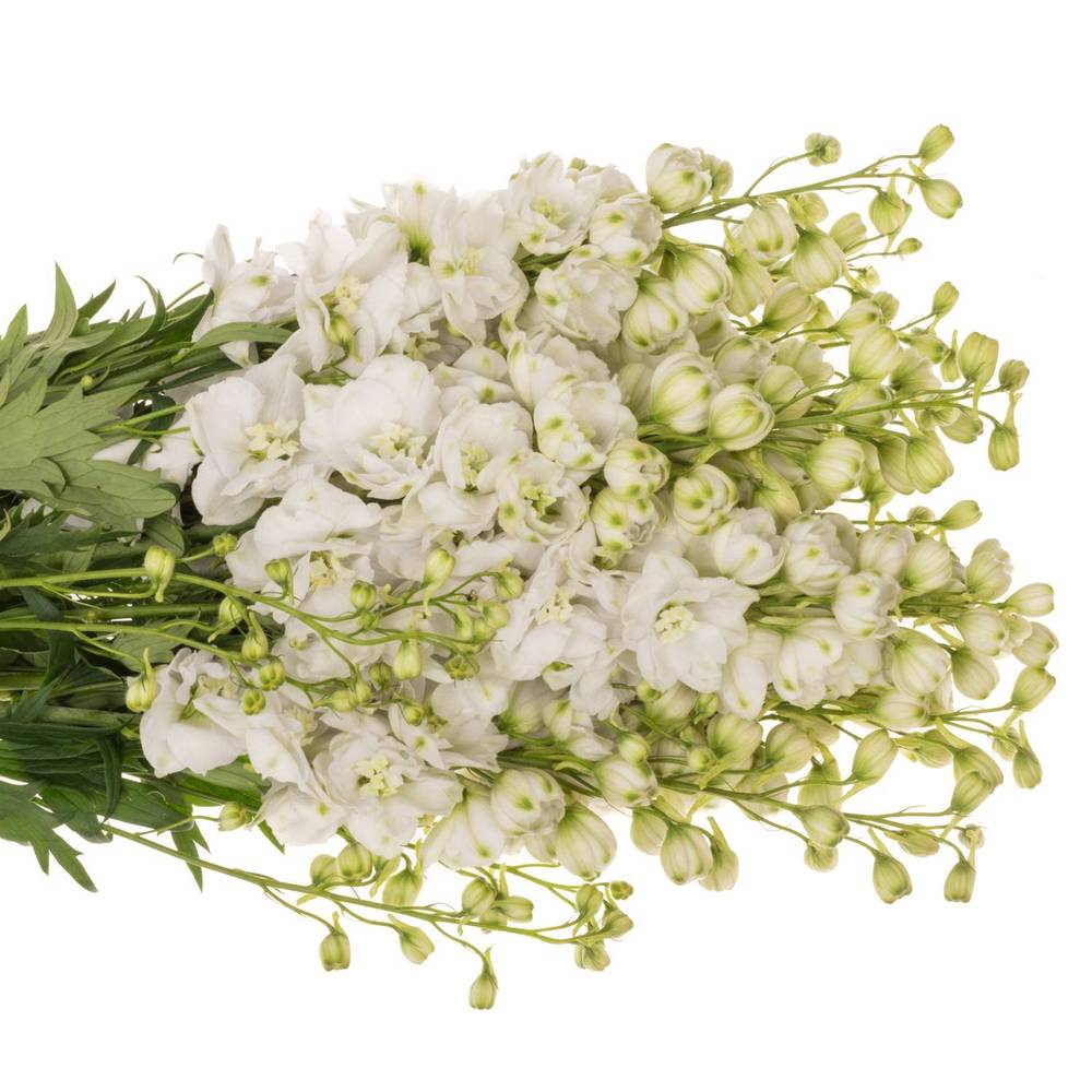 Delphinium weiss gefüllt Smile 65cm