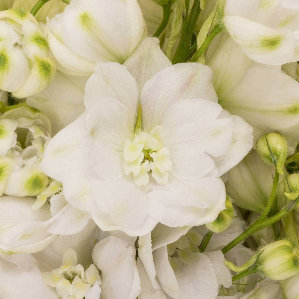 Delphinium weiss gefüllt Smile 65cm