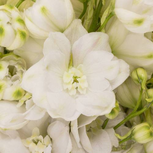 Delphinium weiss gefüllt Smile 65cm