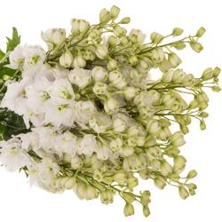 Delphinium weiss gefüllt Smile 65cm