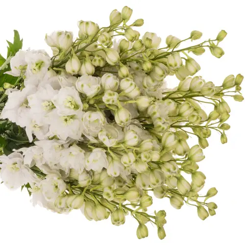 Delphinium weiss gefüllt Smile 65cm