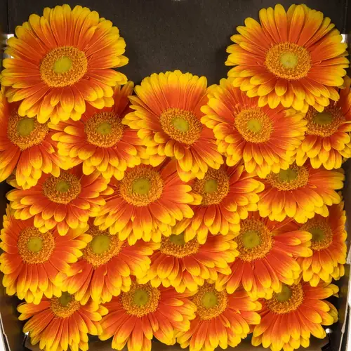 Germini orange/gelb Kristoff