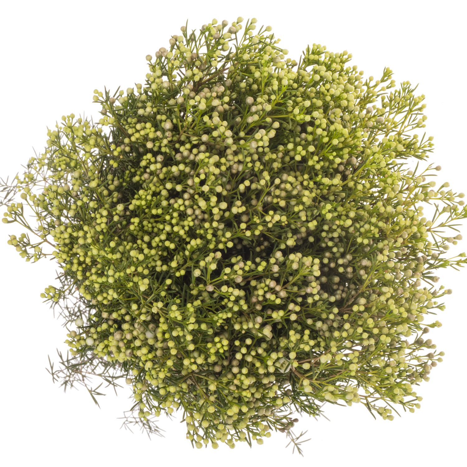 Wachsflower grün Bear Jupiter Moon 80 Gramm 80cm