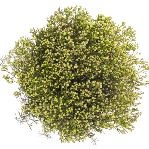 Wachsflower grün Bear Jupiter Moon 80 Gramm 80cm