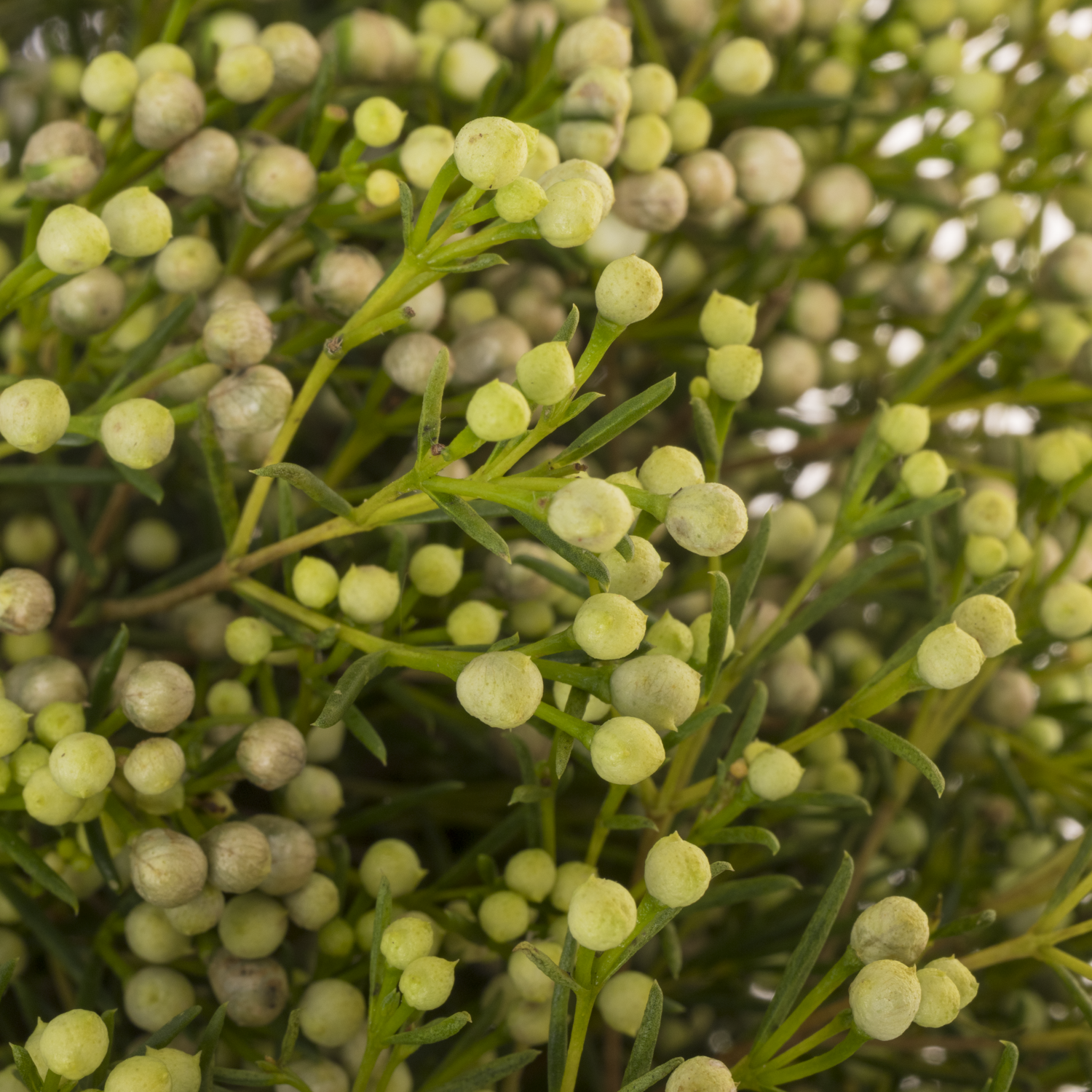 Wachsflower grün Bear Jupiter Moon 80 Gramm 80cm