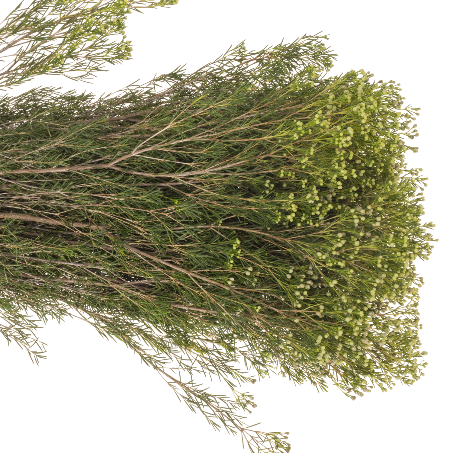 Wachsflower grün Bear Jupiter Moon 80 Gramm 80cm