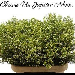 Wachsflower hell grün Bear Jupiter Moon 80 Gramm 80cm