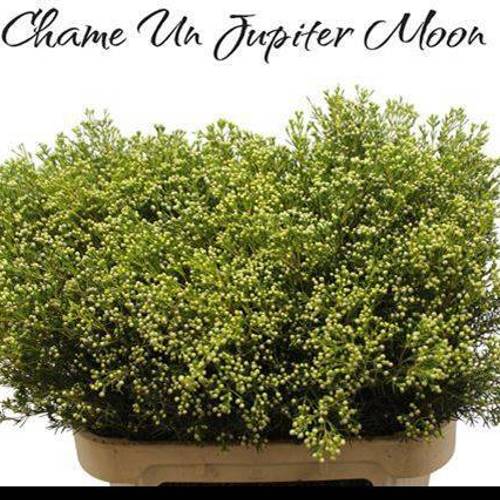 Wachsflower hell grün Bear Jupiter Moon 80 Gramm 80cm