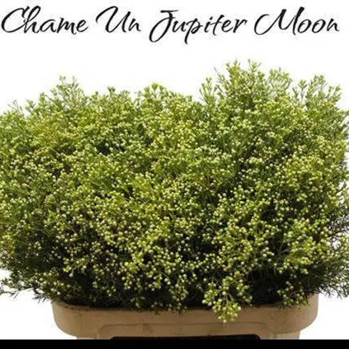 Wachsflower hell grün Bear Jupiter Moon 80 Gramm 80cm