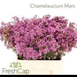 Wachsflower rosa Grand Jupiter 75 Gramm 60cm