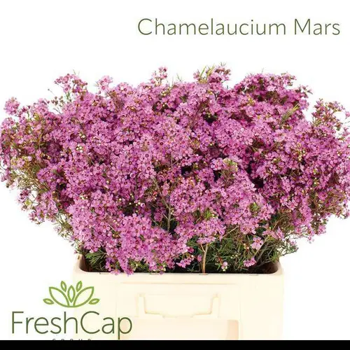 Wachsflower rosa Grand Jupiter 75 Gramm 60cm