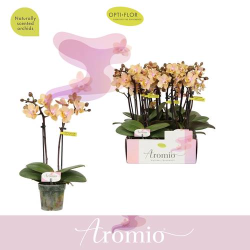 Phal.2-R apricot Aromio Mineral T07 H025