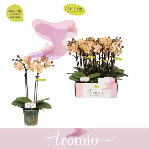 Phal.2-R apricot Aromio Mineral T07 H025
