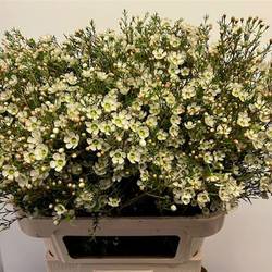 Wachsflower creme/weiss Sirius 80 Gramm 80cm